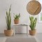 3pc Seagrass Planter Baskets with Liners, Indoor Plant Flower Pot Covers